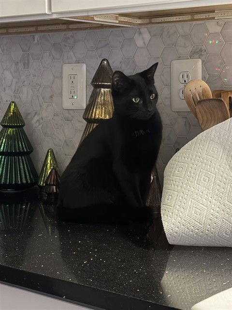 POPPY - Domestic Short Hair available for adoption