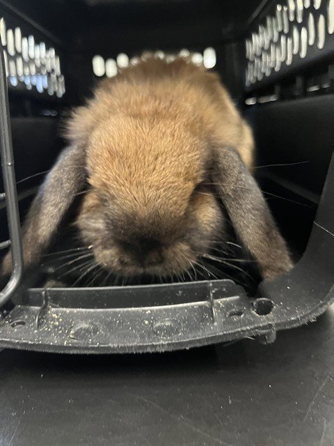 COCO - Shorthaired Rabbit available for adoption