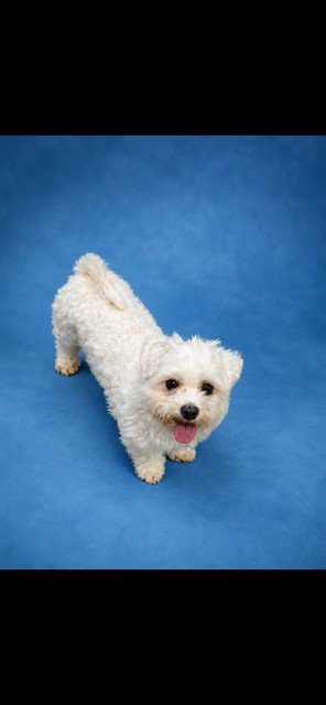 LOUIE Image