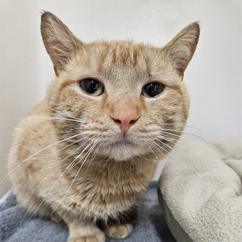 NOLAN - Domestic Short Hair available for adoption