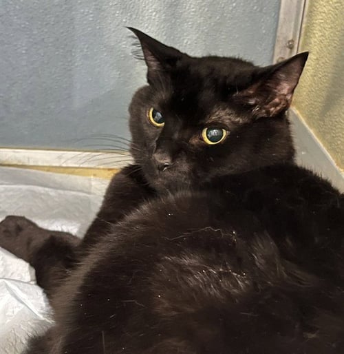 LP - Domestic Short Hair available for adoption