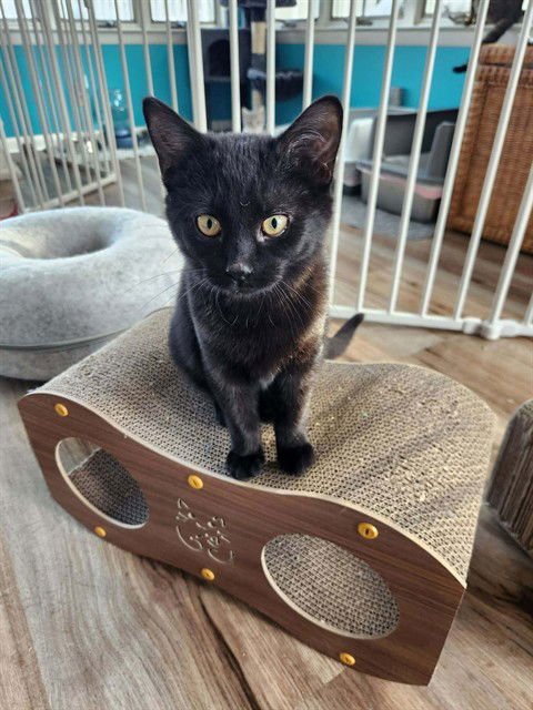 SWEET PEA - Domestic Short Hair available for adoption