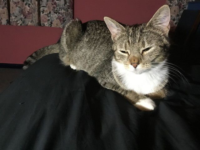 SPARKLE - Domestic Short Hair available for adoption