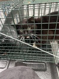 MACKSON BARN CAT - Photo 1