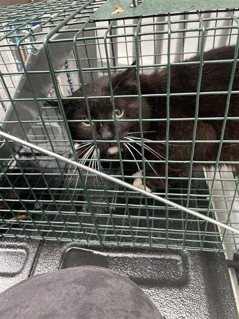 MACKSON BARN CAT - Domestic Short Hair available for adoption