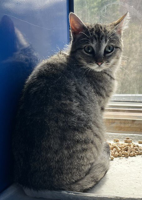 SIMONE - Domestic Short Hair available for adoption