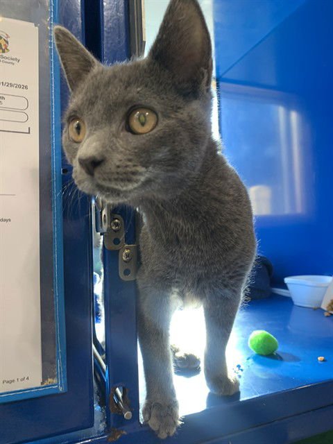 JAMES - Domestic Short Hair available for adoption