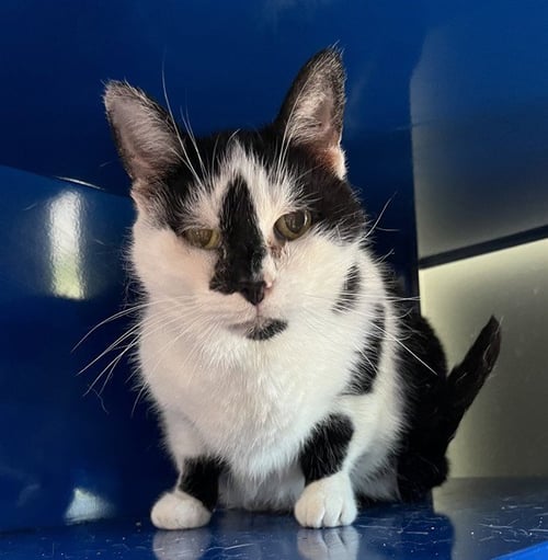 ORCA - Domestic Short Hair available for adoption