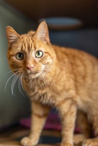 CROOKSHANKS - Photo 1