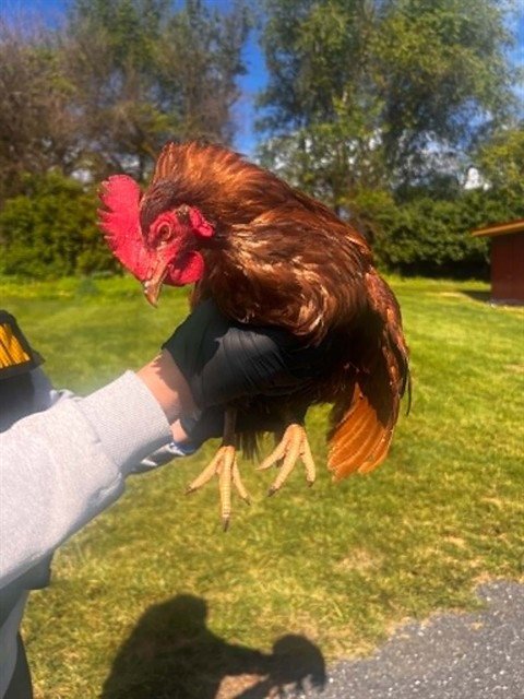 A123415 - Chicken available for adoption