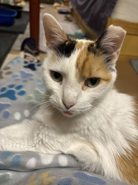LEXI - Domestic Short Hair available for adoption