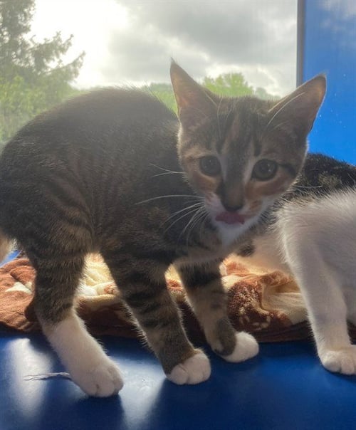 MUNA - Domestic Short Hair available for adoption