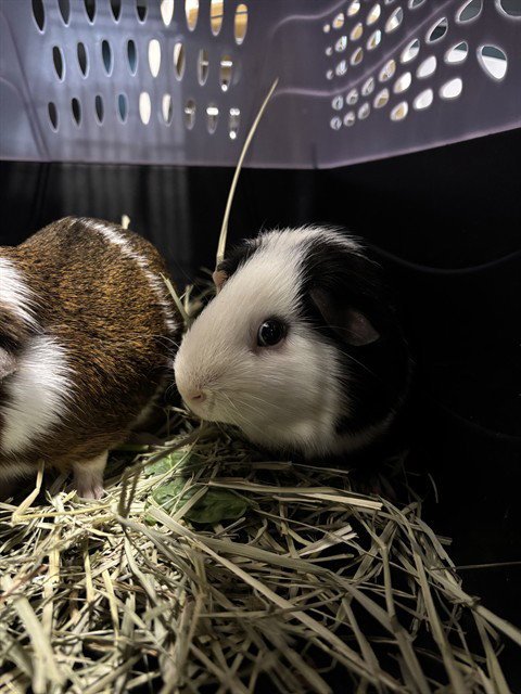 MIDNIGHT - Guinea Pig available for adoption
