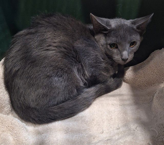 SMOKEY - Domestic Short Hair available for adoption