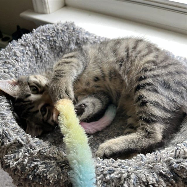 SUNNY - Domestic Short Hair available for adoption