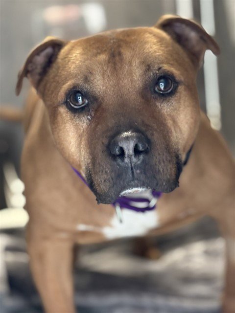 CHIPPY - American Pit Bull Terrier available for adoption