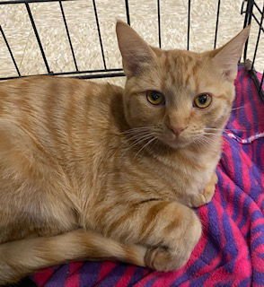 CHESTNUT - Domestic Short Hair available for adoption