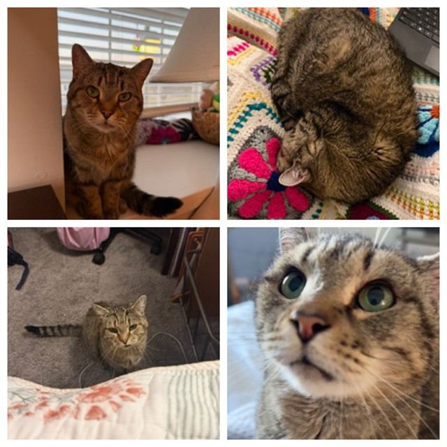 WINNIE - Domestic Short Hair available for adoption