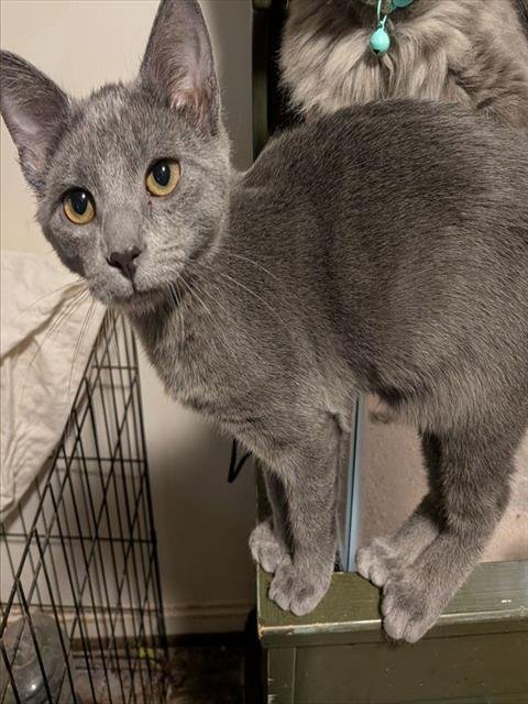 ANISE - Domestic Short Hair available for adoption