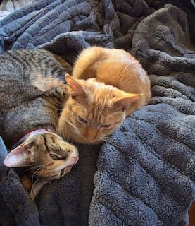 TOFFEE - Domestic Short Hair available for adoption