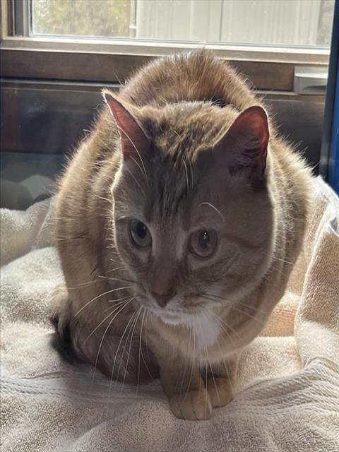 LUNA - Domestic Short Hair available for adoption