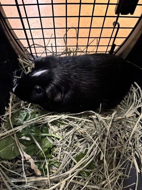 PEPPER - Guinea Pig available for adoption