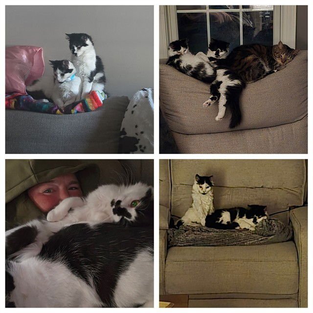 SPICE - Domestic Medium Hair available for adoption