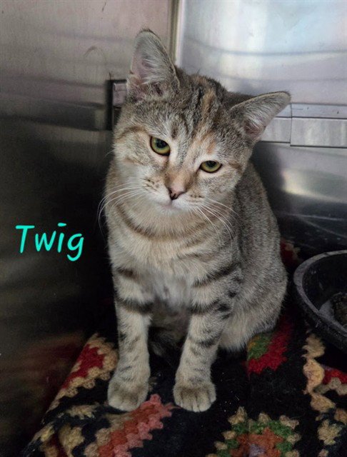 TWIG Image