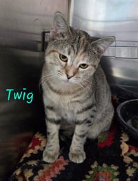 TWIG - Photo 1