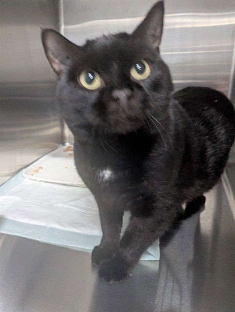 TIPPY - Domestic Short Hair available for adoption