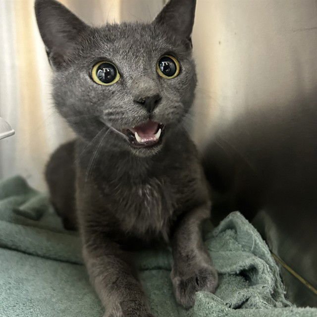 FOG - Domestic Short Hair available for adoption