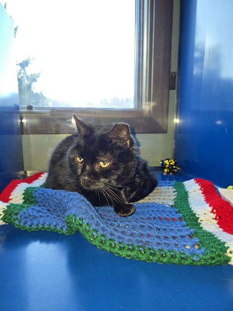 ANGELICA - Domestic Short Hair available for adoption