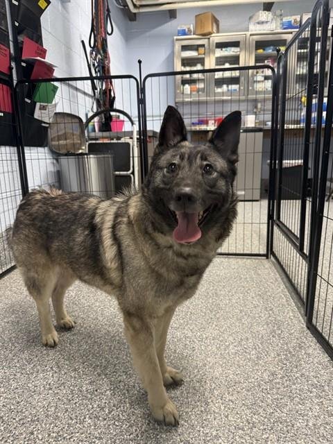 ECHO - Norwegian Elkhound available for adoption