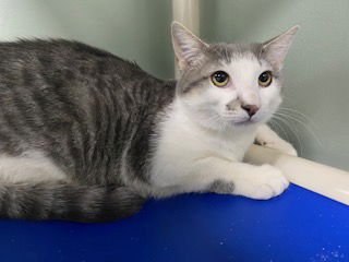 JULIAN - Domestic Short Hair available for adoption