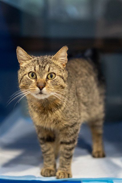 SNICKERS - Domestic Short Hair available for adoption