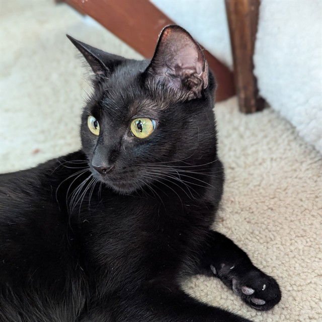 TUNA - Domestic Short Hair available for adoption