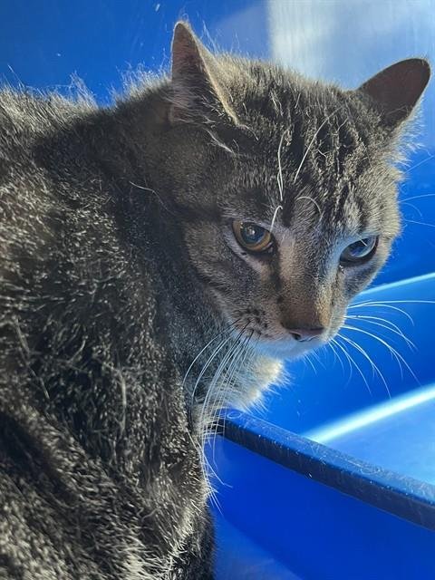 FERB - Domestic Short Hair available for adoption