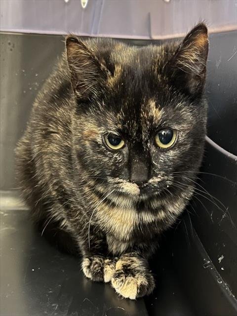 JULIET - Domestic Short Hair available for adoption