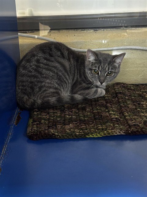 VIOLET - Domestic Short Hair available for adoption