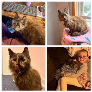 JYNX - Domestic Short Hair available for adoption