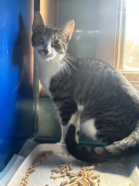 HAZEL - Domestic Short Hair available for adoption