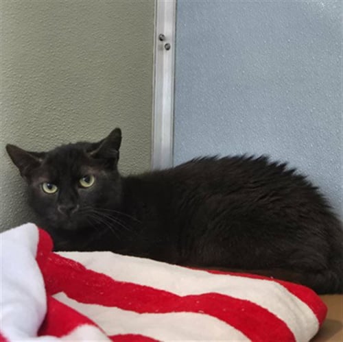 SCARLET - Domestic Short Hair available for adoption