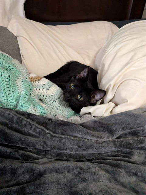 PEPPER - Domestic Short Hair available for adoption