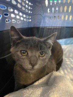 MAURICE - Domestic Short Hair available for adoption