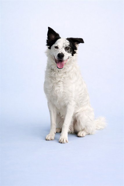 THOR - English Shepherd available for adoption