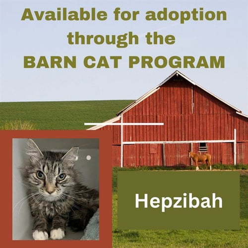 HEPZIBAH BARN CAT - Domestic Long Hair available for adoption