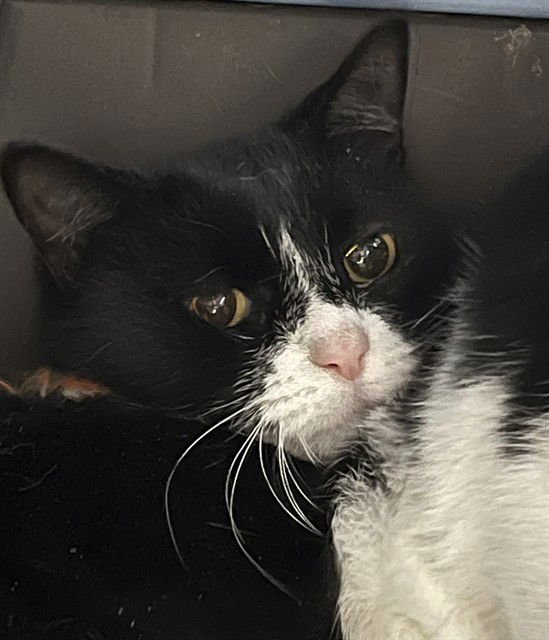 HARLOW - Domestic Short Hair available for adoption