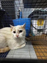CHAI BARN CAT - Photo 1