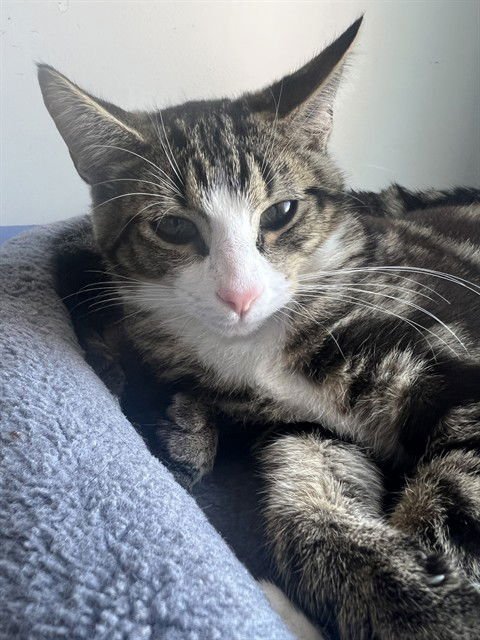 SPITFIRE - Domestic Short Hair available for adoption