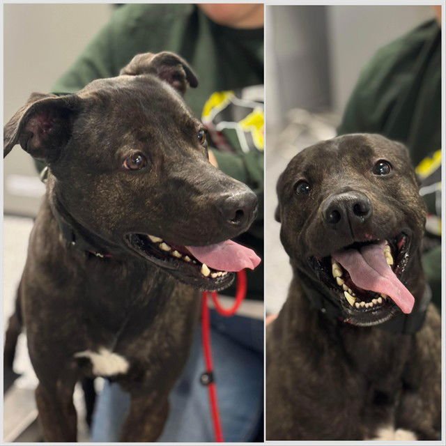 SOLO - Labrador Retriever available for adoption